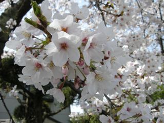 2010年桜1