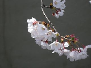 2010年桜