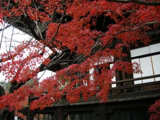 京都の紅葉20101