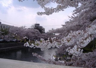 東大路の桜