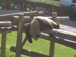 白浜　パンダ