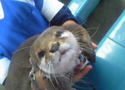 白浜　カワウソ