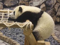 白浜　パンダ横