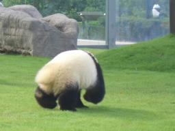 白浜　パンダ