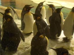 白浜　ペンギン