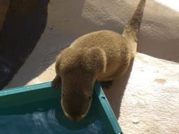 白浜　カワウソ