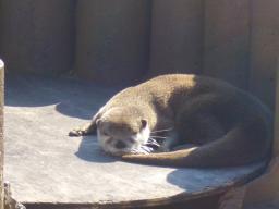 白浜　カワウソ2