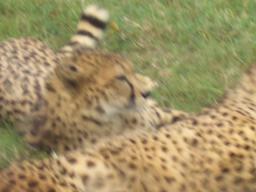 白浜　チーター