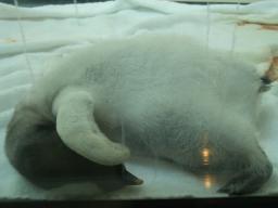 白浜　ペンギン赤ちゃん