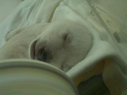 白浜　白熊赤ちゃん