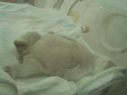 白浜　白熊赤ちゃん２