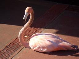 白浜　フラミンゴ