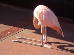 白浜　フラミンゴ