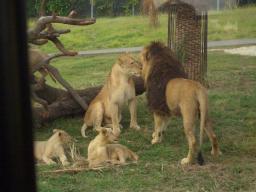 白浜　ライオン
