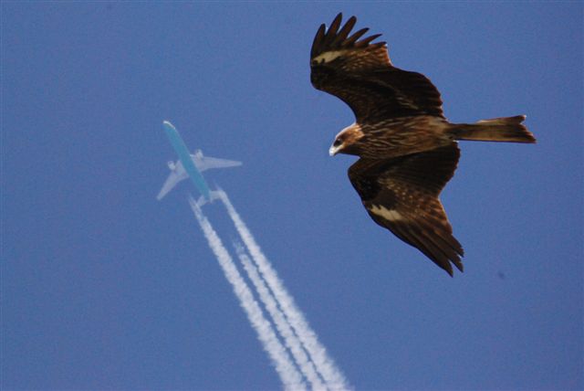 鳶と飛行機.jpg