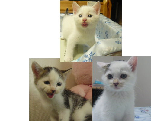 ３ねこ紹介.jpg