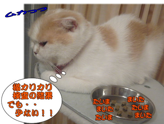 猫カリの結果ふう.jpg