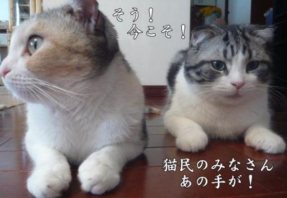 ねこみんＢ１.jpg