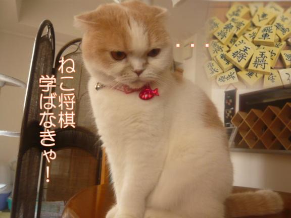 ネコ将棋Ｂ１.jpg