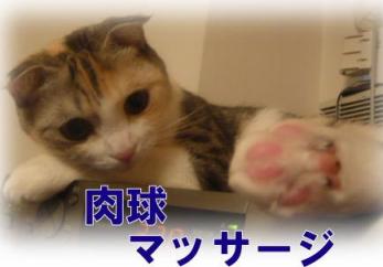 肉球マッサージＢ.jpg