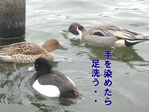 手足洗う１鳥.jpg