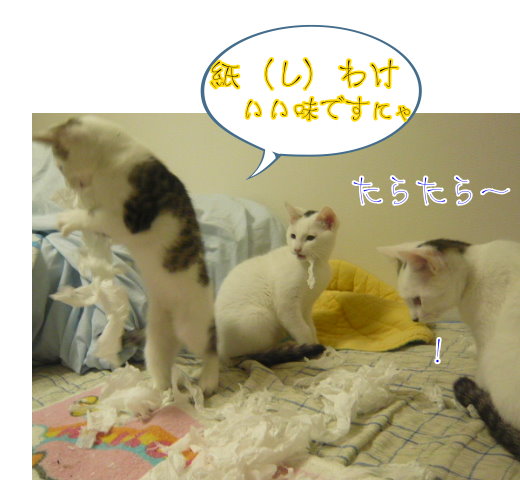 しわけ３猫.jpg