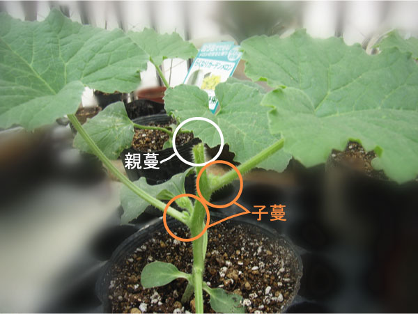 サントリー本気野菜 楽々気ままに 楽天ブログ サントリー本気野菜 楽々気ままに 楽天ブログ