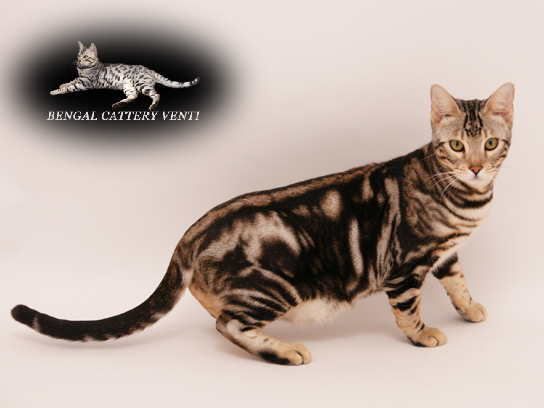 マルスの撮影会