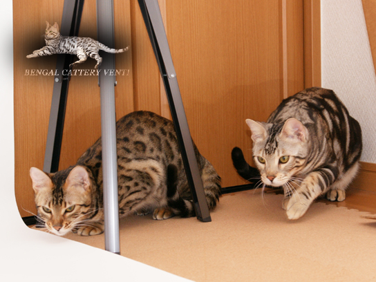 ルナとマルスの撮影会3