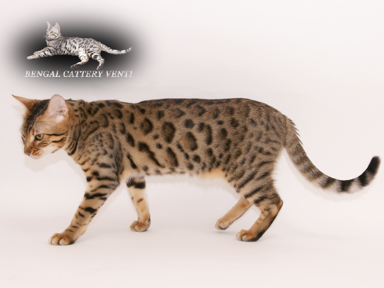 ルナとマルスの撮影会6