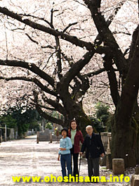 上野桜木の桜並木