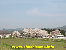 伊佐沢小学校と桜
