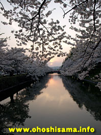 上杉神社の桜と夕陽