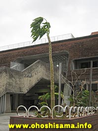 台風に耐える樹