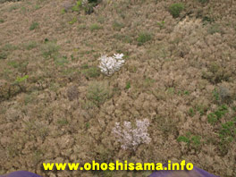 空から見た桜