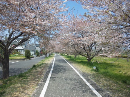 桜の自転車道