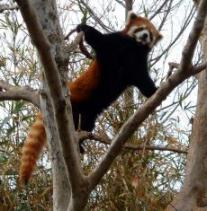 のいち動物園・飛ぶレッサーパンダ