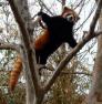 のいち動物園・飛ぶレッサーパンダ（小）