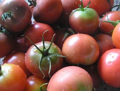 黒いトマト収穫.