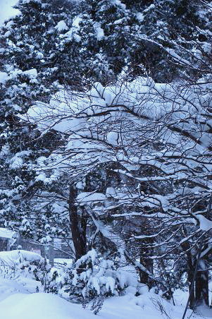 積雪