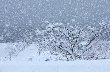 綿雪？ぼたん雪？