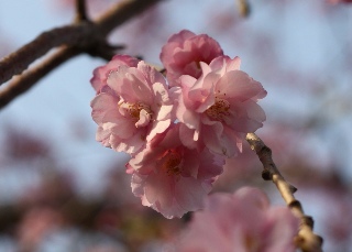 枝垂桜。。。