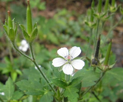 野の花.