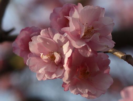 枝垂桜。