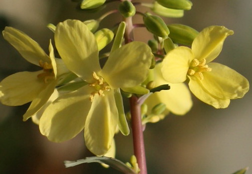 葉牡丹の花.