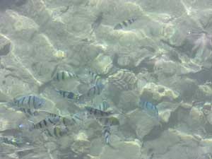 hawaii2008アロハタワー魚3.jpg