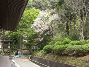 円覚寺　桜.jpg