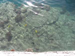 hawaii2008アロハタワー　魚1.jpg