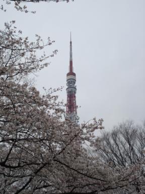 桜＆東京タワー.jpg