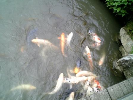錦鯉